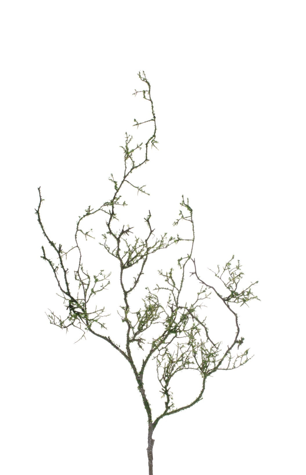 Moss Vine Spray