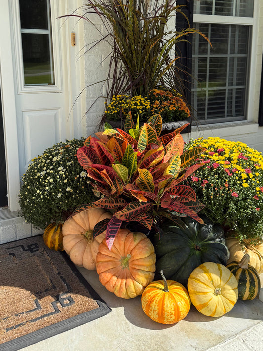 Crotons