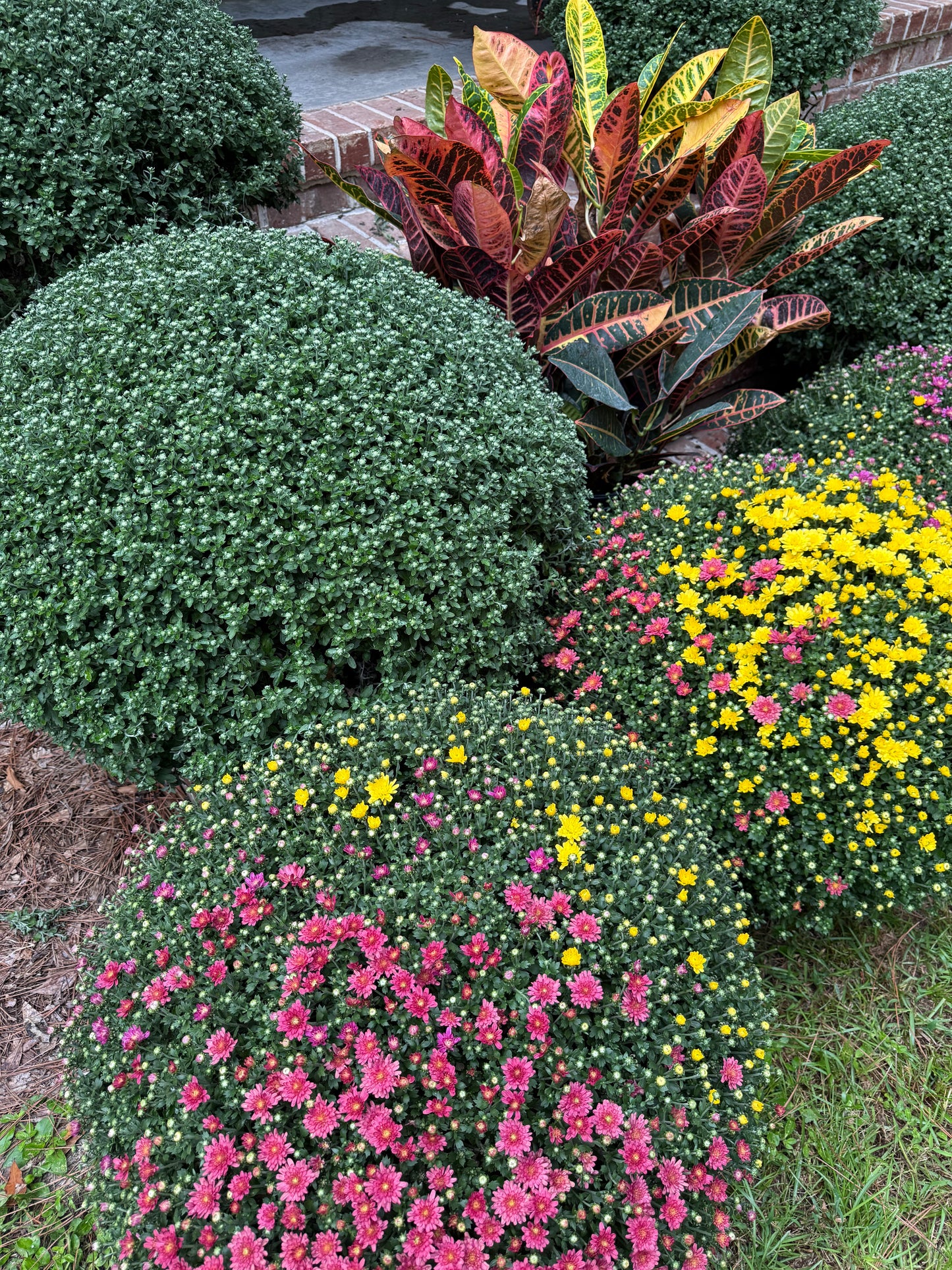 Oversized Fresh Mums